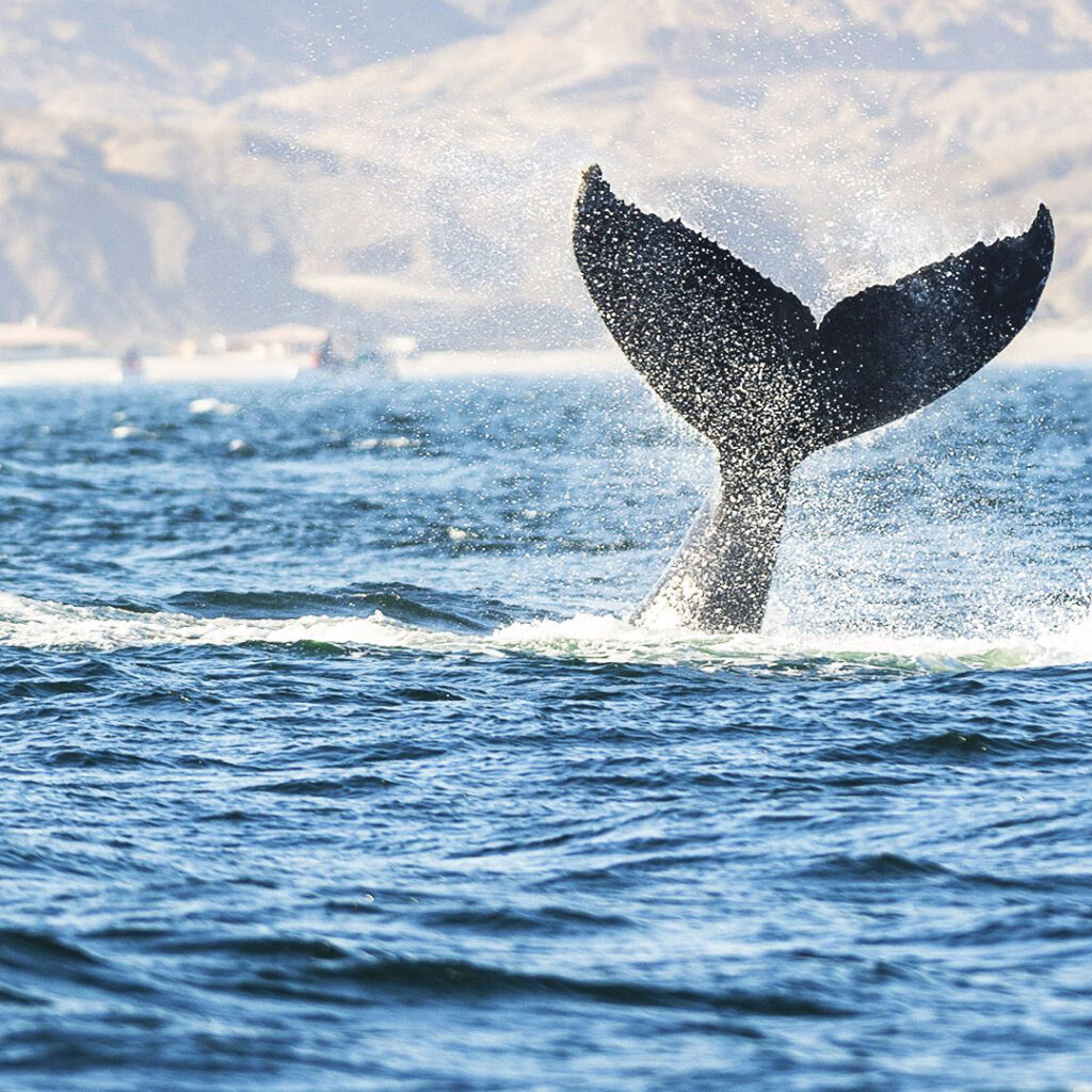 ballenas