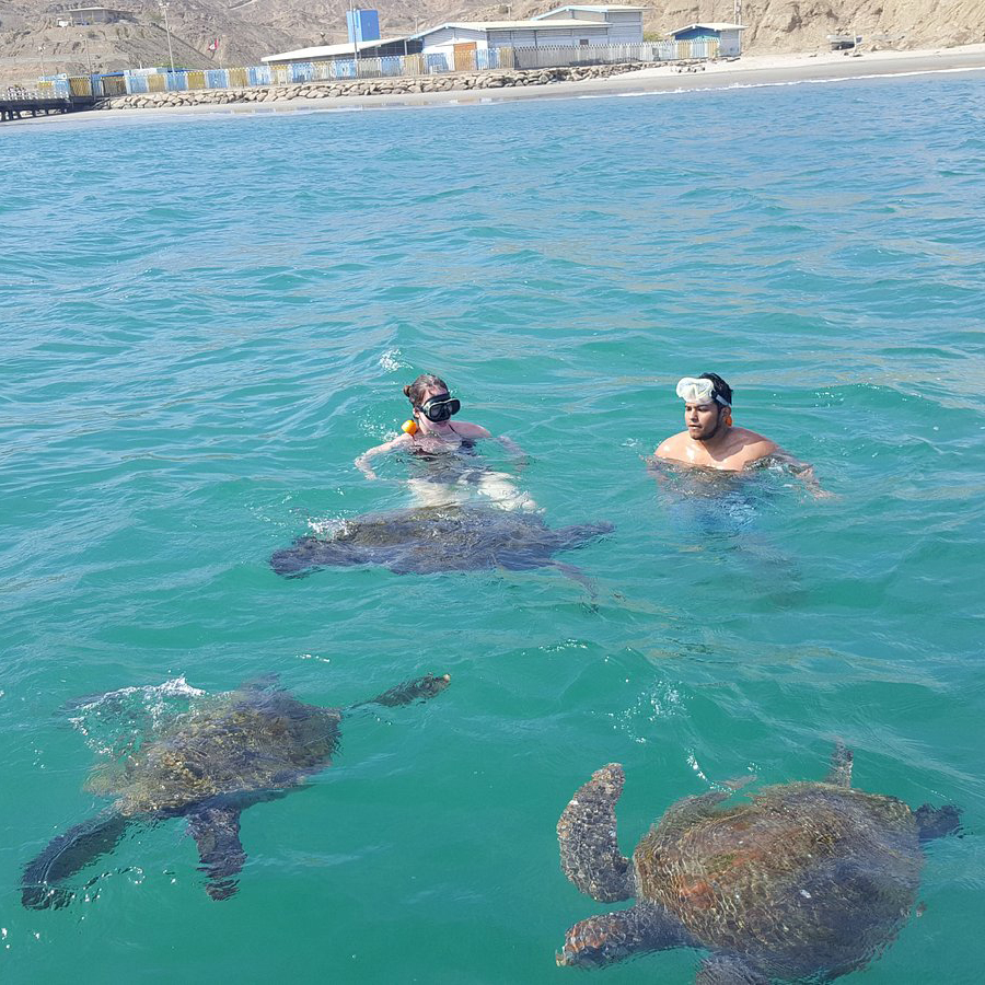 tortugas